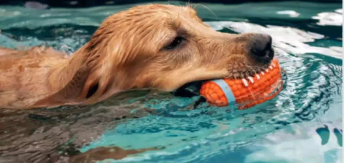 8 Factors to Consider Before Taking Your Dog to an Adventure Park