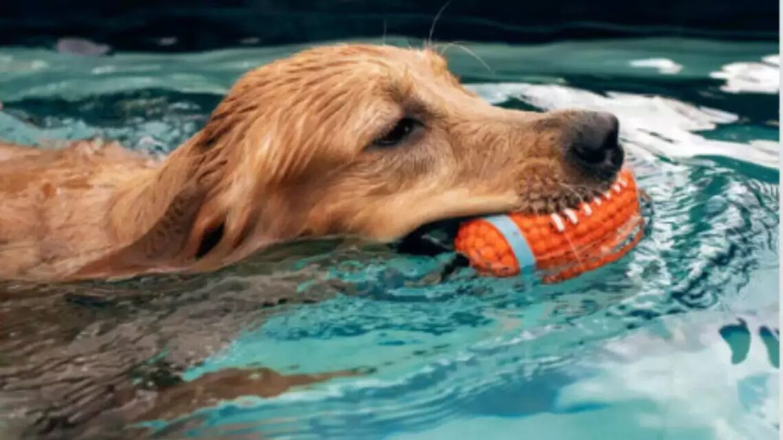 8 Factors to Consider Before Taking Your Dog to an Adventure Park