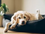 Canine Feng Shui: Creating a Harmonious Living Space for Your Dog
