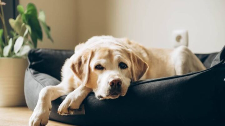 Canine Feng Shui: Creating a Harmonious Living Space for Your Dog