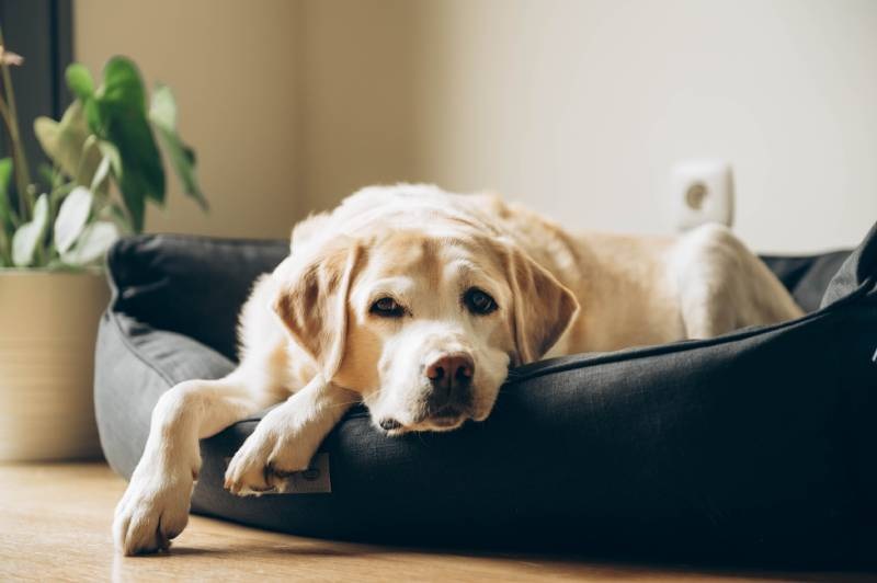 Canine Feng Shui: Creating a Harmonious Living Space for Your Dog
