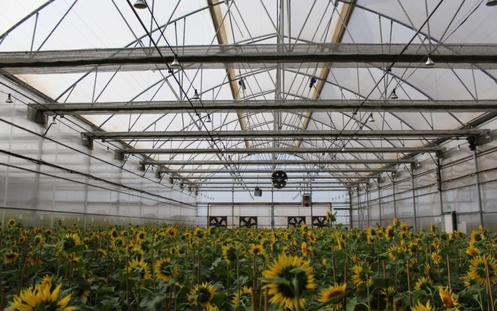 High-Tech Greenhouses for Sale: Innovative Features for the Modern Gardener